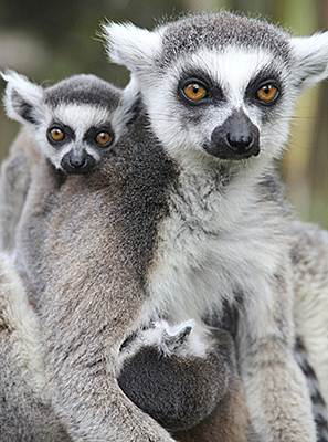 Ring-Tail Lemur
